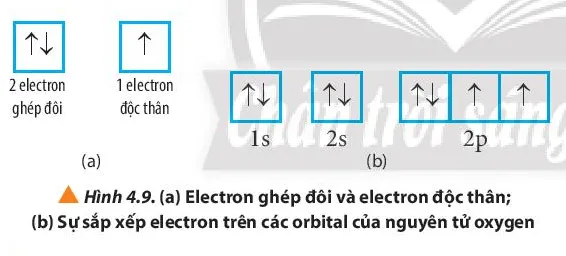 Quan sát Hình 4.9, hãy cho biết nguyên tử oxygen có bao nhiêu electron (ảnh 1) Cau Hoi 10 Trang 30 Hoa Hoc 10 134743