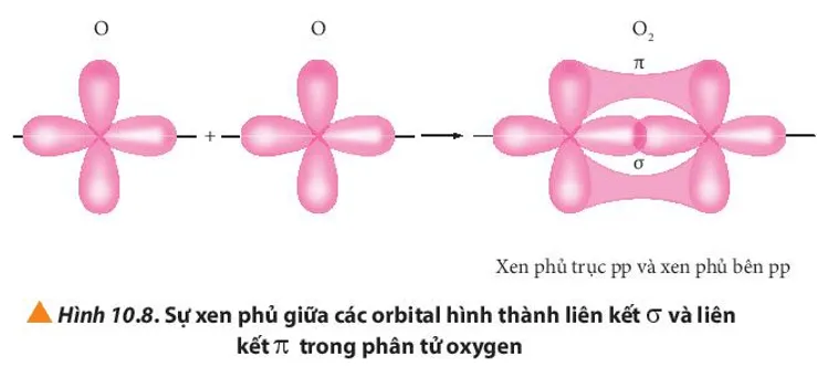 Quan sát Hình 10.8, hãy so sánh sự hình thành liên kết (ảnh 1) Cau Hoi 14 Trang 64 Hoa Hoc 10 135367