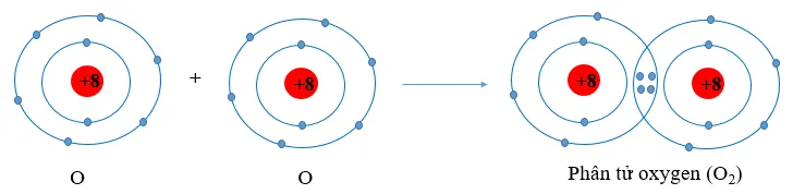 Sử dụng sơ đồ tương tự như Hình 8.1, hãy giải thích sự tạo thành phân tử chlorine (ảnh 1) Cau Hoi 2 Trang 52 Hoa Hoc 10 134854