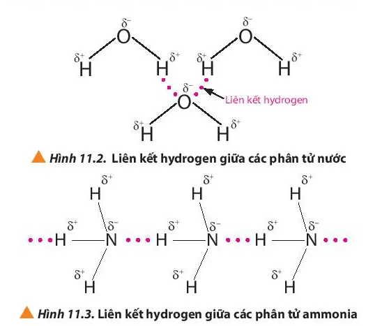 Quan sát các Hình 11.2 và 11.3, em hiểu thế nào là liên kết hydrogen (ảnh 1) Cau Hoi 2 Trang 68 Hoa Hoc 10 135053