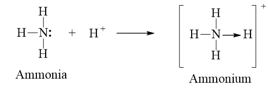 Trình bày liên kết cho nhận trong ion NH4+ (ảnh 1) Luyen Tap Trang 61 Hoa Hoc 10 135360