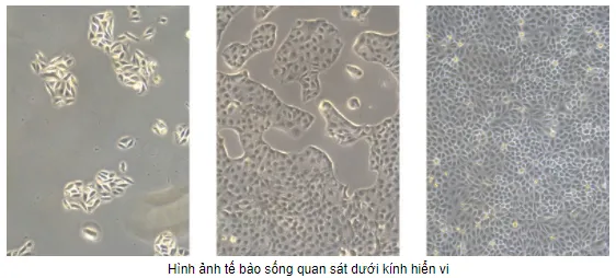 Bài 3: Quy định an toàn trong phòng thực hành. Giới thiệu một số dụng cụ đo Bai 3 Quy Dinh An Toan Trong Phong Thuc Hanh Gioi Thieu Mot So Dung Cu Do 55537