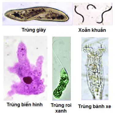 Dựa trên hình dạng của các nguyên sinh vật trong hình 27.1, em hãy xác định Dua Tren Hinh Dang Cua Cac Nguyen Sinh Vat Trong Hinh 27 1