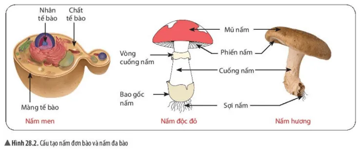 Hãy chỉ ra điểm khác biệt giữa cơ thể nấm độc và các loại nấm khác Hay Chi Ra Diem Khac Biet Giua Co The Nam Doc Va Cac Loai Nam Khac