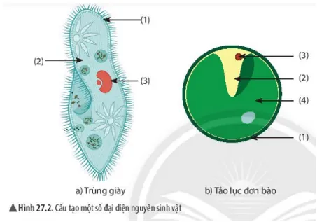 Nêu đặc điểm cấu tạo nguyên sinh vật bằng cách gọi tên các thành phần cấu tạo Neu Dac Diem Cau Tao Nguyen Sinh Vat Bang Cach Goi Ten