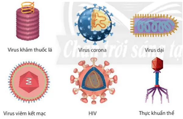 Nhận xét về hình dạng của một số virus trong hình 24.1 Nhan Xet Ve Hinh Dang Cua Mot So Virus Trong Hinh 24 1