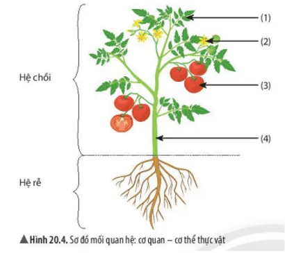 Cho biết các hệ cơ quan cấu tạo nên cây cà chua Quan Sat Hinh 20 4 20 5 Va Tra Loi Cau Hoi Tu 7 Den 12