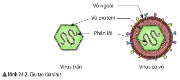 Quan sát hình 24.2, nêu cấu tạo của virus. Cấu tạo của virus có gì khác Quan Sat Hinh 24 2 Neu Cau Tao Cua Virus
