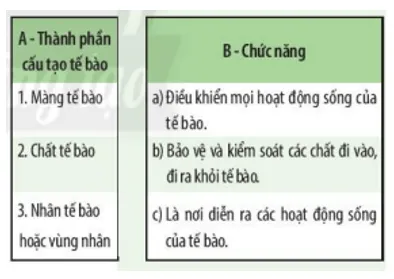 Xác định chức năng các thành phần của tế bào bằng cách nối mỗi thành phần cấu tạo Xac Dinh Chuc Nang Cac Thanh Phan Cua Te Bao Bang Cach Noi