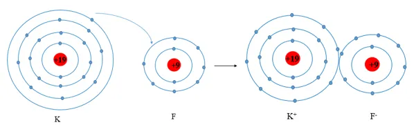 Số electron ở lớp ngoài cùng của nguyên tử K và F lần lượt là 1 và 7 A Sua Luyen Tap 1 Trang 35 Khtn 7 Canh Dieu 133120