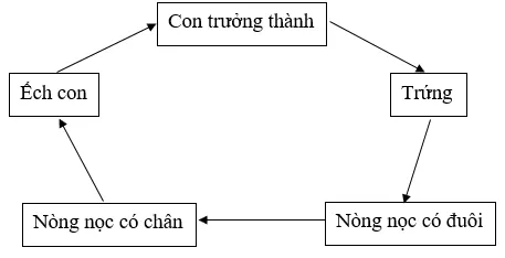 Báo cáo kết quả thí nghiệm Quan sát các giai đoạn sinh trưởng Bao Cao Thi Nghiem Trang 145 Khtn 7 Canh Dieu 111