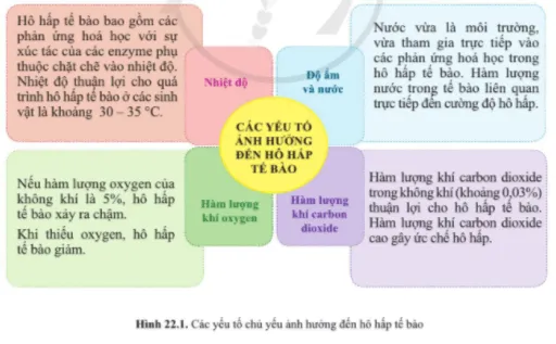 Quan sát hình 22.1, nêu các yếu tố chủ yếu ảnh hưởng đến hô hấp tế bào Cau Hoi 1 Trang 104 Khtn 7 Canh Dieu 111