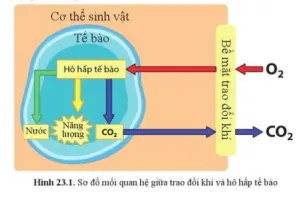 Quan sát hình 23.1, mô tả sự trao đổi khí ở sinh vật Cau Hoi 1 Trang 107 Khtn 7 Canh Dieu 111