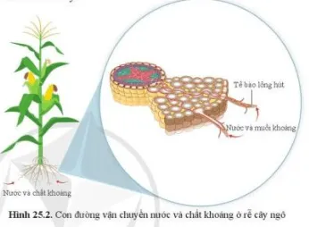 Quan sát hình 25.2, nêu con đường hấp thụ và vận chuyển nước từ đất vào trong rễ Cau Hoi 1 Trang 116 Khtn 7 Canh Dieu 111