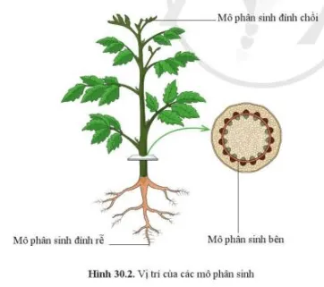 Quan sát hình 30.2 và chỉ vị trí các mô phân sinh Cau Hoi 1 Trang 141 Khtn 7 Canh Dieu 111