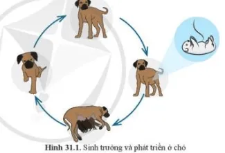 Quan sát hình 31.1 và 31.2 Mô tả vòng đời của các sinh vật trong hình Cau Hoi 1 Trang 144 Khtn 7 Canh Dieu 112