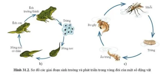 Quan sát hình 31.1 và 31.2 Mô tả vòng đời của các sinh vật trong hình Cau Hoi 1 Trang 144 Khtn 7 Canh Dieu 113