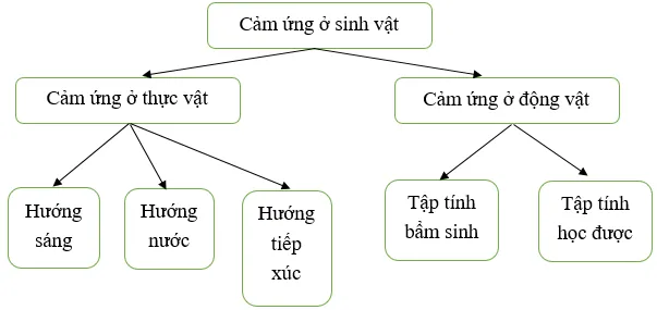 Vẽ sơ đồ tư duy tổng hợp kiến thức về cảm ứng ở sinh vật Cau Hoi 1 Trang 165 Khtn 7 Canh Dieu 111