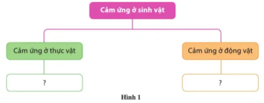 Vẽ sơ đồ tư duy tổng hợp kiến thức về cảm ứng ở sinh vật Cau Hoi 1 Trang 165 Khtn 7 Canh Dieu