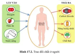 Quan sát hình 17.2, cho biết cơ thể người lấy vào và thải ra những gì Cau Hoi 1 Trang 87 Khtn 7 Canh Dieu 111