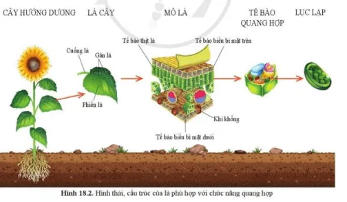 Quan sát hình 18.2, cho biết các bộ phận của lá cây và chức năng của các bộ phận Cau Hoi 1 Trang 91 Khtn 7 Canh Dieu 111