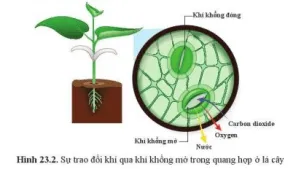 Quan sát hình 23.2, cho biết chất nào đi vào và chất nào đi ra Cau Hoi 2 Trang 108 Khtn 7 Canh Dieu 111