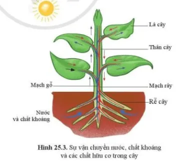 Quan sát hình 25.3 và đọc thông tin, cho biết chất nào được vận chuyển trong mạch gỗ Cau Hoi 2 Trang 116 Khtn 7 Canh Dieu 111