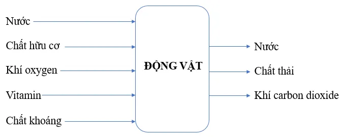 Vẽ sơ đồ khái quát về sự trao đổi chất ở thực vật và động vật Cau Hoi 2 Trang 128 Khtn 7 Canh Dieu 112