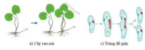 Quan sát hình 32.1a , 32.1c: Mô tả quá trình sinh sản ở cây rau má Cau Hoi 2 Trang 148 Khtn 7 Canh Dieu 111