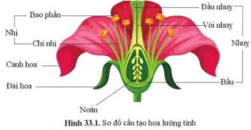 Quan sát hình 33.1, mô tả các bộ phận của hoa lưỡng tính Cau Hoi 2 Trang 152 Khtn 7 Canh Dieu 111