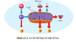 Dựa vào hình 21.2, viết phương trình tổng quát dạng chữ thể hiện quá trình hô hấp tế bào Cau Hoi 3 Trang 101 Khtn 7 Canh Dieu 111