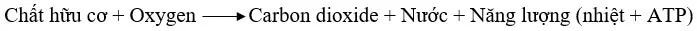 Dựa vào hình 21.2, viết phương trình tổng quát dạng chữ thể hiện quá trình hô hấp tế bào Cau Hoi 3 Trang 101 Khtn 7 Canh Dieu 112