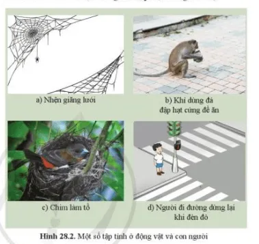 Quan sát hình 28.2: Nêu ý nghĩa của mỗi tập tính đối với động vật, con người Cau Hoi 3 Trang 134 Khtn 7 Canh Dieu 111