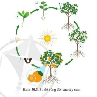 Quan sát hình 30.3 và trình bày các giai đoạn sinh trưởng và phát triển tương ứng Cau Hoi 3 Trang 142 Khtn 7 Canh Dieu