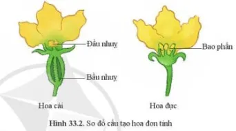 Quan sát hình 33.2, nêu các đặc điểm của hoa đơn tính Cau Hoi 3 Trang 152 Khtn 7 Canh Dieu 111