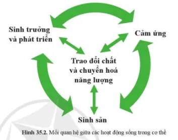 Quan sát hình 35.2 nêu mối quan hệ giữa các hoạt động sống trong cơ thể sinh vật Cau Hoi 3 Trang 162 Khtn 7 Canh Dieu 111