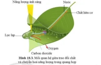 Quan sát hình 18.3, mô tả mối quan hệ giữa quá trình trao đổi chất và chuyển hoá năng lượng Cau Hoi 3 Trang 92 Khtn 7 Canh Dieu 111