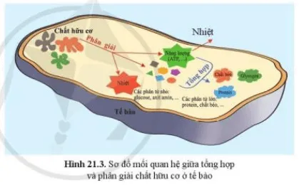 Quan sát hình 21.3, cho biết vì sao quá trình phân giải và tổng hợp chất hữu cơ trái ngược nhau Cau Hoi 4 Trang 102 Khtn 7 Canh Dieu 111