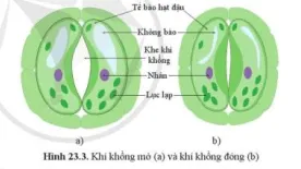 Quan sát hình 23.3, mô tả cấu tạo khí khổng. Chức năng khí khổng là gì? Cau Hoi 4 Trang 108 Khtn 7 Canh Dieu 111