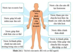 Quan sát hình 24.2, nêu vai trò của nước đối với cơ thể người Cau Hoi 4 Trang 113 Khtn 7 Canh Dieu 111