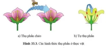 Quan sát hình 33.3, nêu sự khác nhau giữa tự thụ phấn và thụ phấn chéo Cau Hoi 4 Trang 152 Khtn 7 Canh Dieu 111