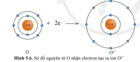 Quan sát các hình 5.5 và 5.6 cho biết các ion Mg2+ và O2- có lớp vỏ tương tự khí hiếm Cau Hoi 4 Trang 35 Khtn 7 Canh Dieu 133122