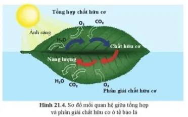 Quan sát hình 21.4, mô tả mối quan hệ giữa tổng hợp và phân giải chất hữu cơ Cau Hoi 5 Trang 102 Khtn 7 Canh Dieu 111