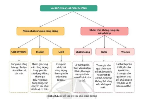 Quan sát hình 24.3, nêu vai trò của các chất dinh dưỡng đối với cơ thể sinh vật Cau Hoi 5 Trang 113 Khtn 7 Canh Dieu 111