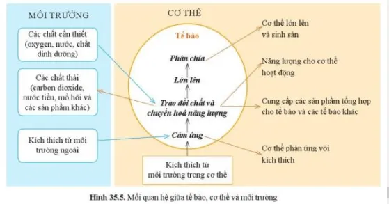 Quan sát hình 35.5, phân tích mối quan hệ giữa các hoạt động trong tế bào và cơ thể Cau Hoi 5 Trang 164 Khtn 7 Canh Dieu 111