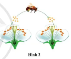 Quan sát hình 2 cho biết: Hoa đơn tính hay hoa lưỡng tính Cau Hoi 5 Trang 165 Khtn 7 Canh Dieu 111