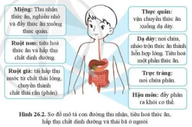 Quan sát hình 26.2, mô tả con đường thu nhận và tiêu hoá thức ăn Cau Hoi 6 Trang 124 Khtn 7 Canh Dieu 111