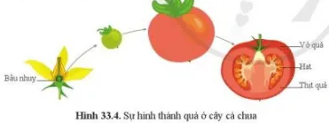 Quan sát hình 33.4 và trình bày sự hình thành quả cà chua Cau Hoi 6 Trang 153 Khtn 7 Canh Dieu 111