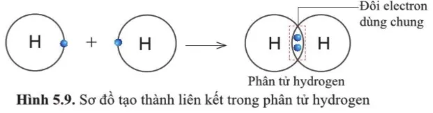 Quan sát hình 5.9, hãy cho biết nguyên tử H trong phân tử hydrogen có lớp vỏ tương tự khí hiếm nào Cau Hoi 6 Trang 36 Khtn 7 Canh Dieu 133125