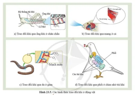 Quan sát hình 23.5, cho biết cơ quan trao đổi khí ở cá, châu chấu, ếch và chim Cau Hoi 7 Trang 110 Khtn 7 Canh Dieu 111